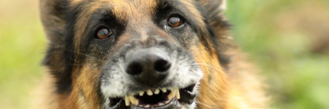 IF A DOG BITES SOMEONE IN CALIFORNIA, CAN IT BE PUT DOWN?